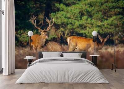 Red deer cervus elaphus stag chasing does during rutting season Wall mural