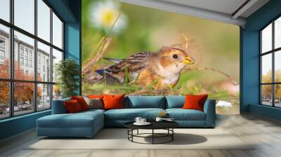 snow bunting bird, Plectrophenax nivalis foraging in grass Wall mural