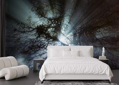 The light from a lantern in the fog shines through the branches of a tree at night. Rays scatter. Horizontal orientation. Wall mural