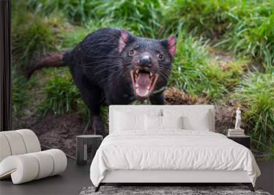 Tasmanian devil, aggressive with mouth wide open, showing teeth and tongue (Sarcophilus harrisii) Wall mural