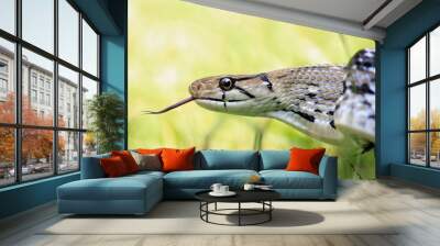 snake in the grass Wall mural