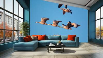 group of bar headed gooses are flying in winter morning Wall mural