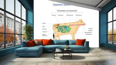 Ruminant digestion system with inner digestive structure outline diagram. Labeled educational scheme with rumen, reticulum, omasum and abomasum vector illustration. Veterinary concept. Wall mural