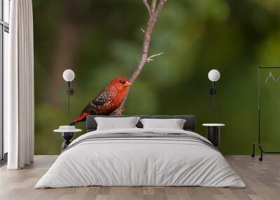 The red avadavat, red munia or strawberry finch, is a sparrow-sized bird of the family Estrildidae.  Wall mural