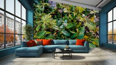 Euphorbia hirta is a pantropical weed, possibly native to India. It is a hairy herb that grows in open grasslands, roadsides and pathways. It is used in traditional herbal medicine. Wall mural