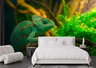 Green chameleon in the terrarium. Exotic pet animal. Wall mural