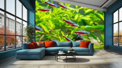 Underwater world of aquarium. Plants and fish in freshwater aquarium. Natural background Natural habitat. Home hobby. Wall mural