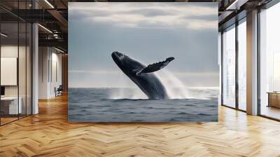 background open blue big humpback gray top whale sea white swims grey isolated concept graphic illustration underwater animal ocean life mammal marin nature art aquatic design fish tail large Wall mural