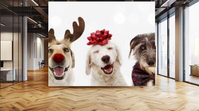 Banner five dogs celebrating christmas holidays wearing a red santa claus hat, reindeer antlers and red present ribbon. Isolated on gray background Wall mural