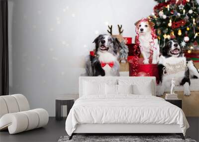 Banner three dogs celebrating holidays below christmas tree, wearing a bowtie, text sign, ribbon and box present. Wall mural