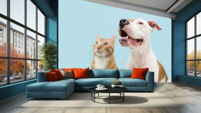 Banner two pets. Profile attentive American Staffordshire dog  and ginger cat looking away. Isolated on blue pastel background Wall mural