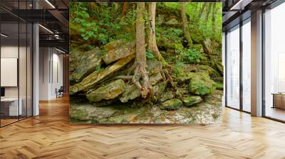 Trees growing from the boulders Wall mural