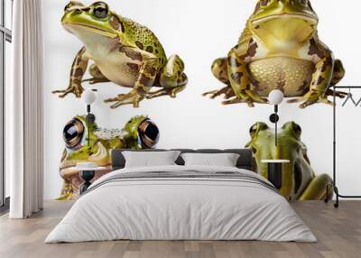 Frog Toad, many angles and view portrait side back head shot isolated on transparent background cutout ,  PNG file, Wall mural