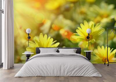 Closeup of yellow daisies with warm rays Wall mural