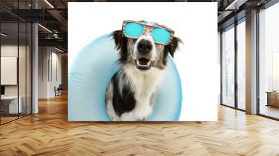 dog summer going on vacation inside of blue inflatable float pool and wearing sunglasses. Happy expression. Isolated on white background. Wall mural