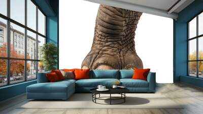 Elephant's foot transparent background Wall mural