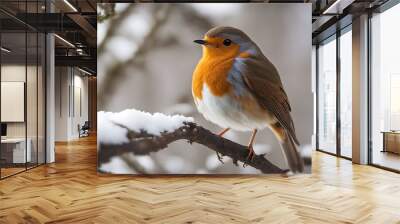 erithacus isolated background white rubecula robin christmas tenderness redbreast cut-out feather beautiful animal orange cute bird birding europa migration nature red songbird wild wildlife winter Wall mural