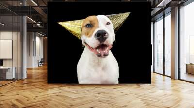 Funny and happy dog celebrating new year, birthday and carnival wearing two party hats. Isolated on black background Wall mural