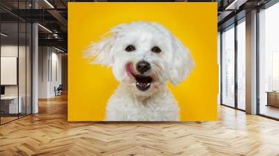 Funny dog licking its lips with tongue out. Isolated on yellow background. Wall mural