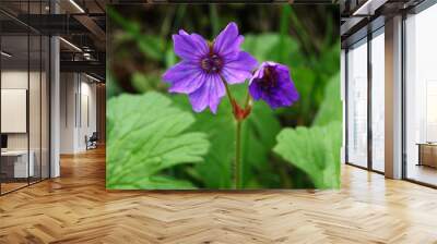 Geraniaceae lila Blume als Makro Wall mural