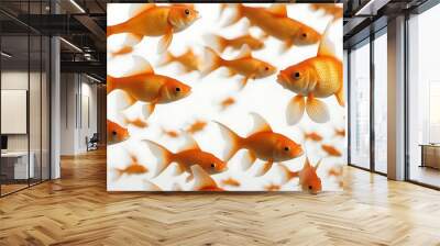 goldfish white fish isolated animal aquarium aquatic underwater gold ichthyology swim alone clean clear fauna fishbowl float gill little movement nature orange pet simple single small swimmer tail Wall mural