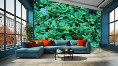 green field Wall mural