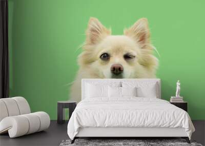 Happy pomeranian dog smiling and closing an eye. Isolated on green pastel background Wall mural