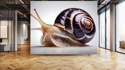 isolated snail white grape background animal shell slimy slow garden gastropod spiral brown macro mollusc nature closeup slime helix food1 invertebrate slug house sliding slither tentacle wildlife Wall mural