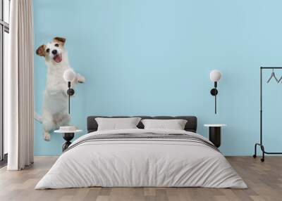 Jack russell trick. Dog sitting on hind legs begging behaviour. Isolated on blue background. Wall mural