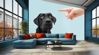 Labrador dog looking up giving you whale eye being punished by its owner with finger pointer it. Isolated on colored blue background. Wall mural