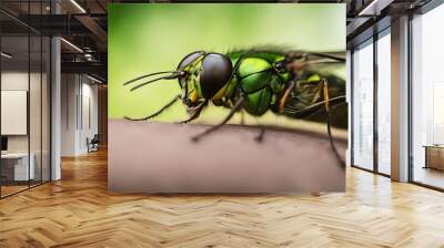 macro green color big horsefly insect eye dragonfly nature fly animal bug closeup wing wildlife leaf blue dragon red garden summer detail beauty flower horse isolated biting small detailed colourful Wall mural