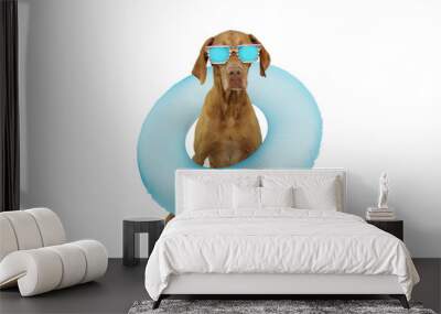 pointer dog summer vacations inside a blue inflatable float pool wearing sunglasses. Isolated on white background. Wall mural