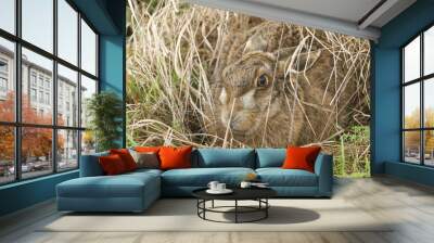 A Brown Hare, Lepus europaeus,  sheltering in a form, which is a shallow depressions in the ground or grass. Brown hares do not dig burrows. Wall mural