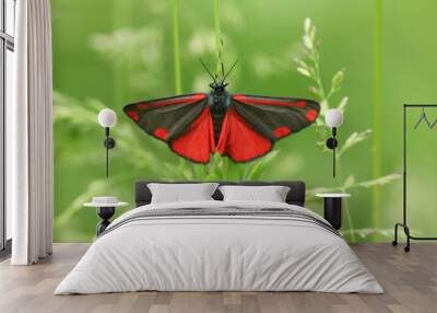 A Cinnabar Moth, Tyria jacobaeae, perching on a plant in a meadow in spring. Wall mural