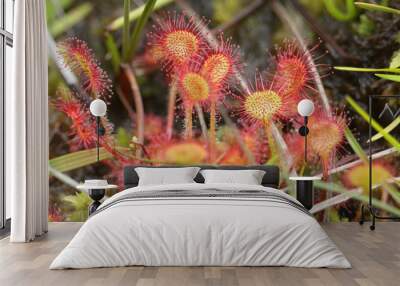 A pretty Round-leaved Sundew plant, Drosera rotundifolia, growing in marshland in Surrey, UK. Wall mural