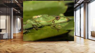 A green frog sitting in the pond full of water lilies Wall mural