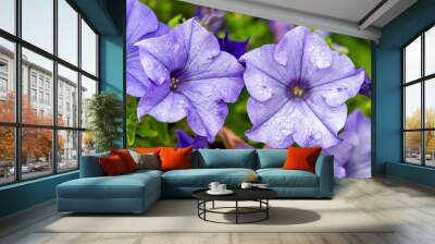 close up of a purple violet Geranium flower on a background of green and yellow flowers in Andalsnes Wall mural