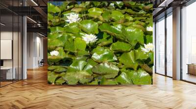 European white water lily with green leaves close-up in a small Latvian lake Wall mural