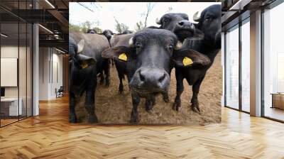 Group of young water buffaloes standing in a muddy field, with two facing the camera, showcasing their horns and strong features in a natural, rural environment Wall mural