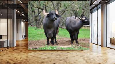 Two water buffaloes in a muddy field, one facing the camera with a curious stance, wearing ear tags, surrounded by trees in a rural, natural environment Wall mural