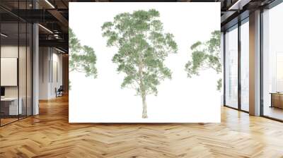 3d render of eucalyptus saligna tree on transparent background, png plant. Wall mural