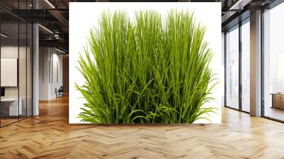 Green grass plant on transparant background, 3d render illustration. Wall mural