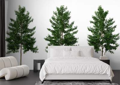 Green tree nyssa sylvatica on transparent background, png plant, 3d render illustration. Wall mural