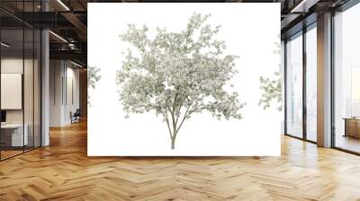 Pyrus calleryana tree on transparent background, png plant, 3d render illustration. Wall mural