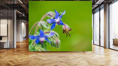 Borage Flower with Flying Honey Bee Wall mural