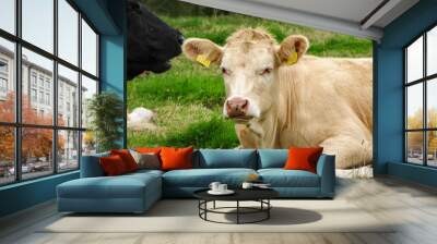 Light Brown Cow Lying in a Pasture, Yellow Ear Tags Wall mural