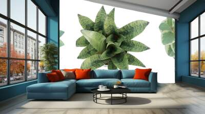 Top view of 3d render plant in pot isolated on transparent background, png illustration. Wall mural