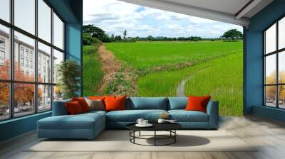 Rice field green grass blue sky cloud cloudy landscape background Wall mural