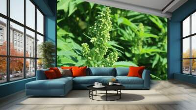 Male plant of cannabis marijuana inflorescences detail photo. Wall mural