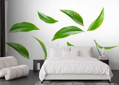 Green tea leaf collection isolated on white background Wall mural